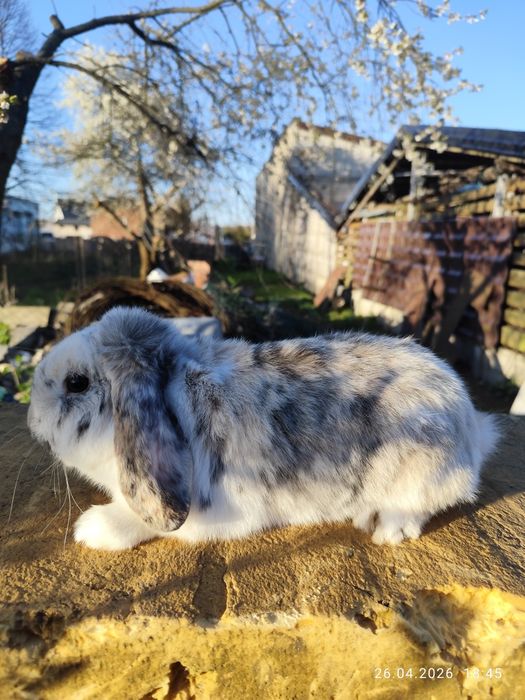 Królik miniaturka baranek karzełek, mini lop