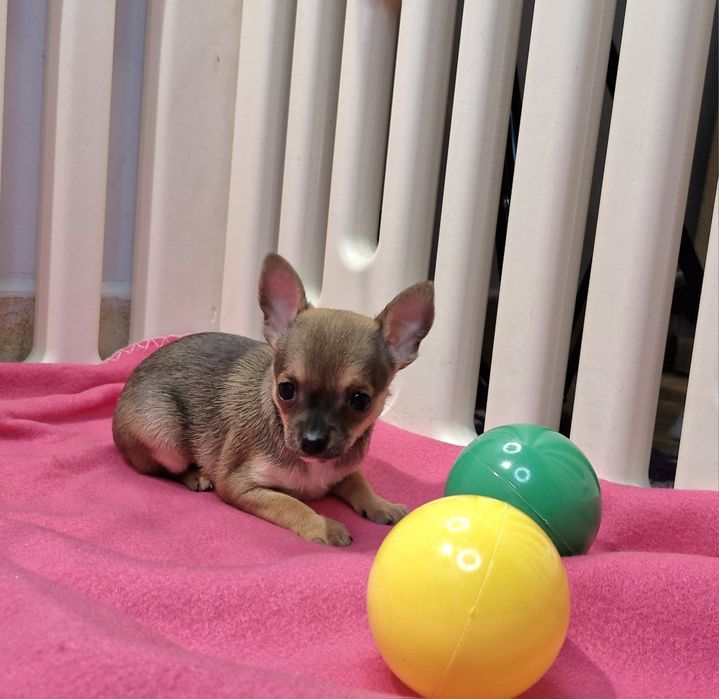 Suczka Chihuahua
