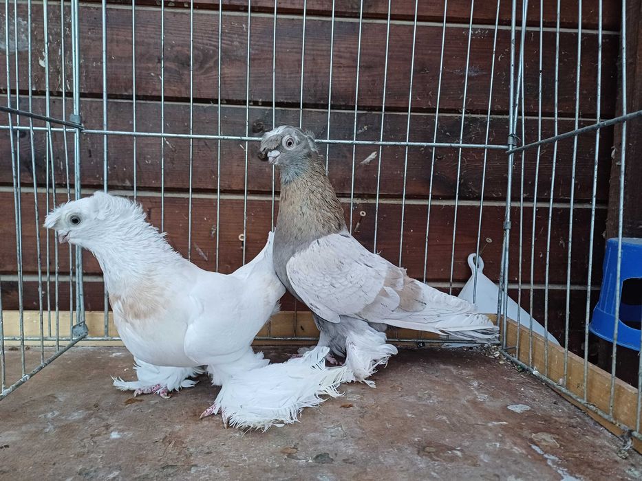 Bije uzbeckie dwuczube bij uzbeki