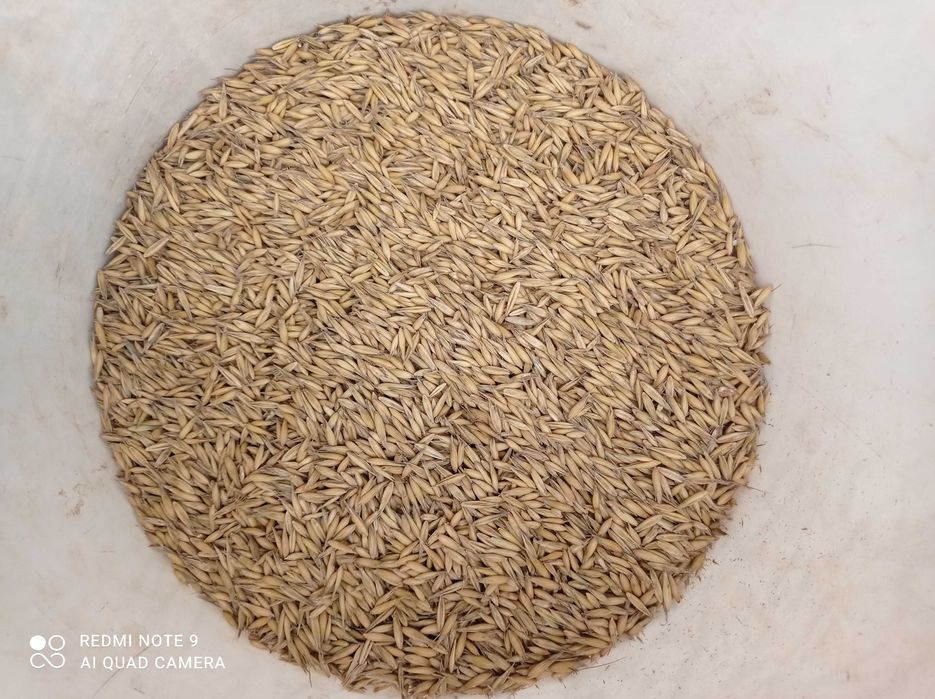 Sprzedam owies Harnaś lub Bingo po centrali - 2025rok