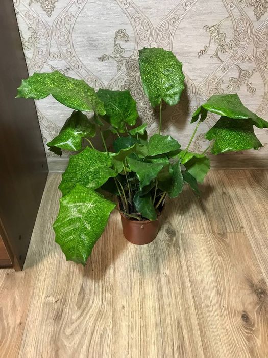 Калатея Нетворк  Мозаичная