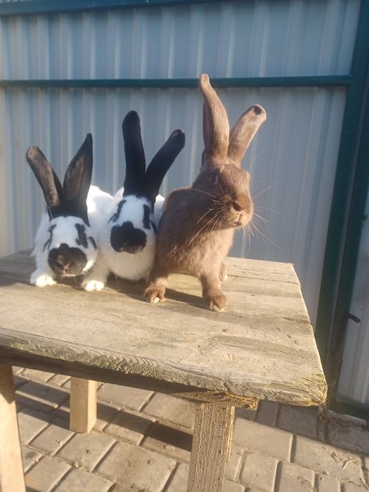 Нім.строкач самці і самки