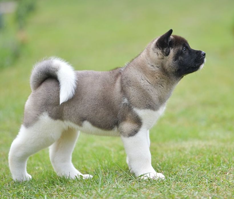 Няшная девочка американской акиты