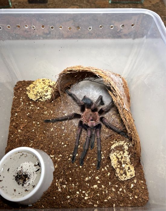 pająk ptasznik Phornictopus sp dominican purple