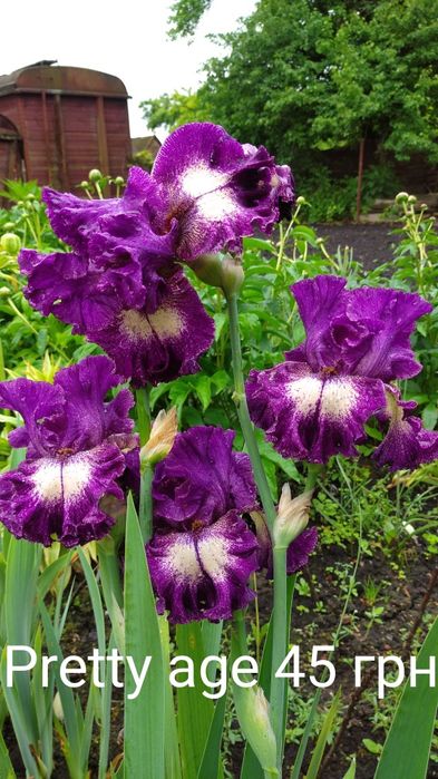 Ірис високий бородатий,  ірис карликовий, набір ірисів, садова квітк