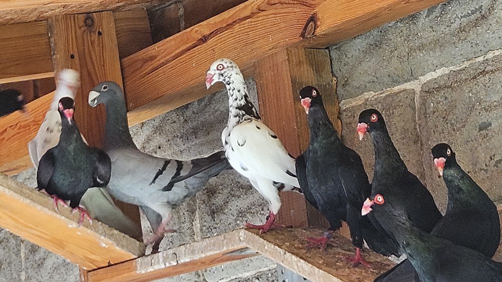 Gołebie duńskie lotne