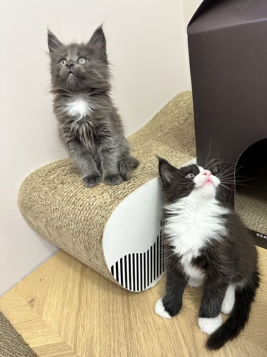 Kotka Maine Coon  |  Rodowód FPL