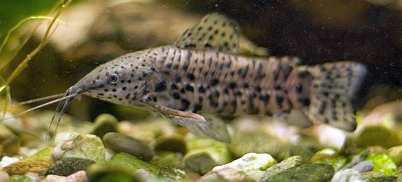 MISIEKZOO - Kiryśnik Czarnoplamy