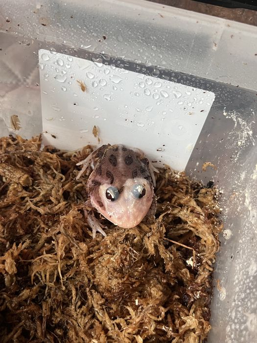 Żaba rogata - green mutant