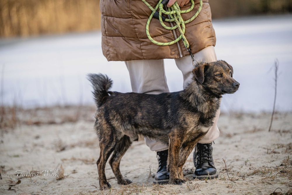 Filip- śliczny nieduży kontaktowy psiak