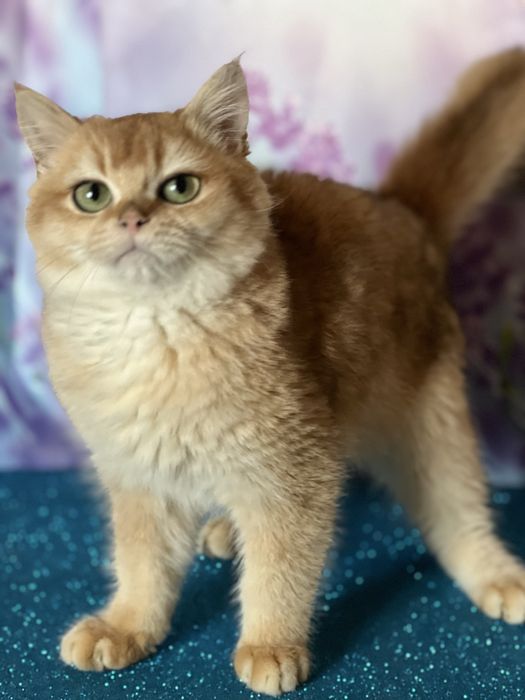 Британський котик 4 міс bri ny 11