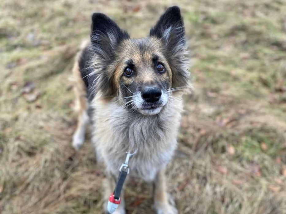 Karinka: psia dama czeka na dom, w którym znajdzie bezwarunkową miłość