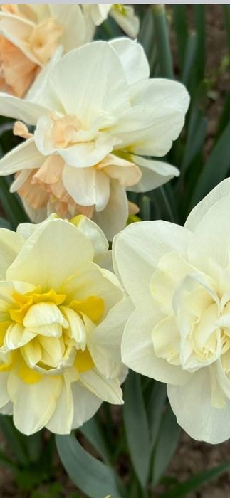 Нарциссы , тюльпаны