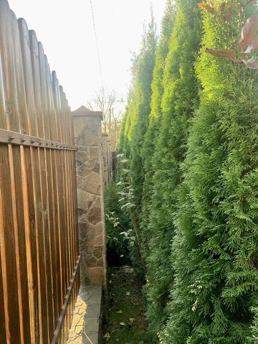 Продам туя смарагд