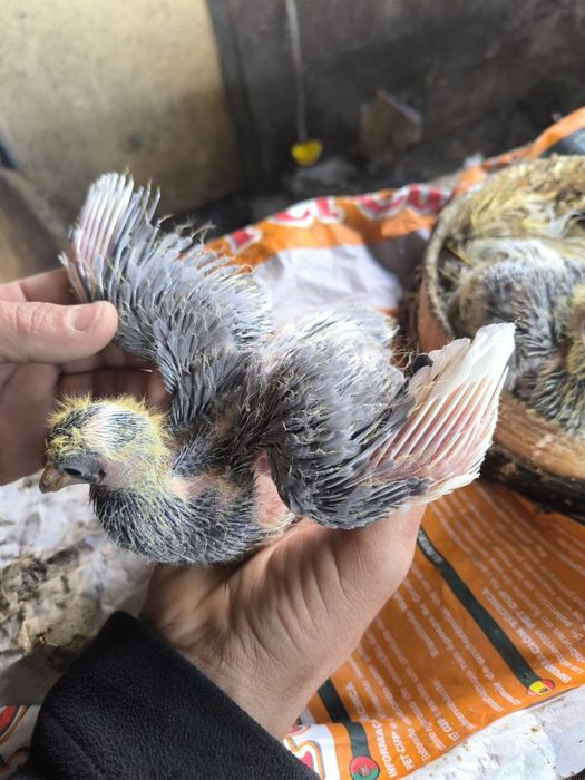 Pombos fantasia várias raças