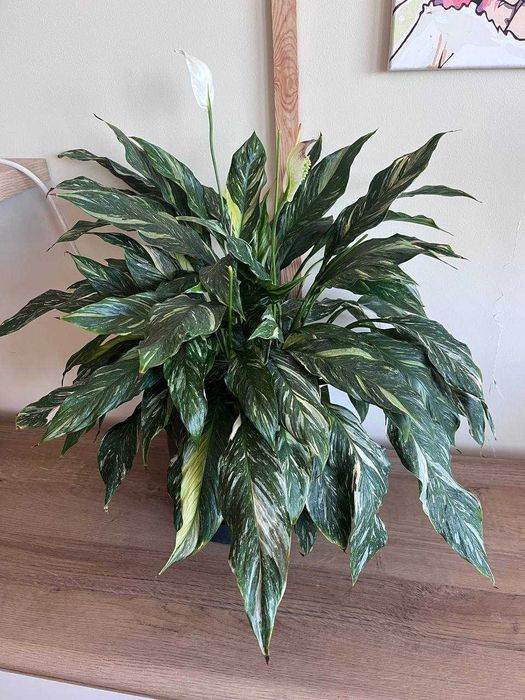 Spathiphyllum Diamond variegated - duża, zdrowa roślina