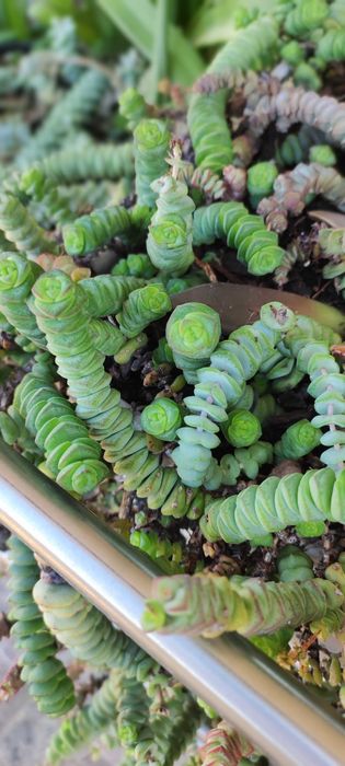 Linda suculenta  criada ao tempo.