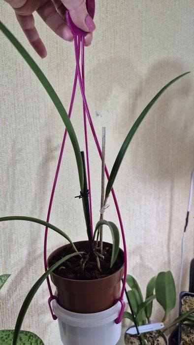 Орхидея B.Tuberculata×C.Dowiana;хойя Аустралис-250