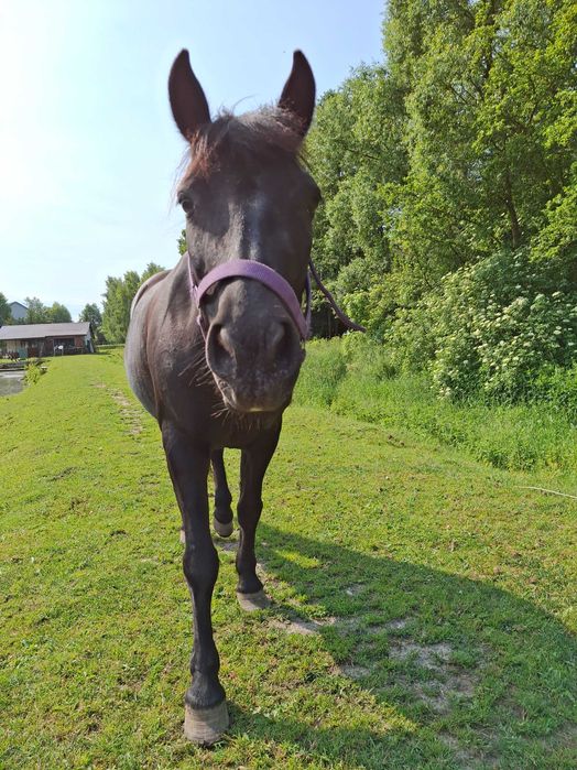 Klacz huculska do rekreacji