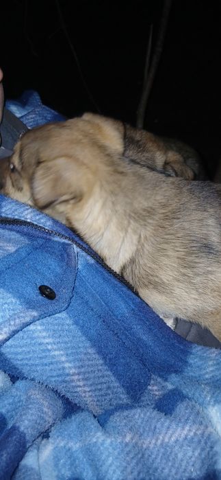 Одадим щенят 2 девочки