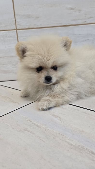 Pomeranian szpic miniaturowy