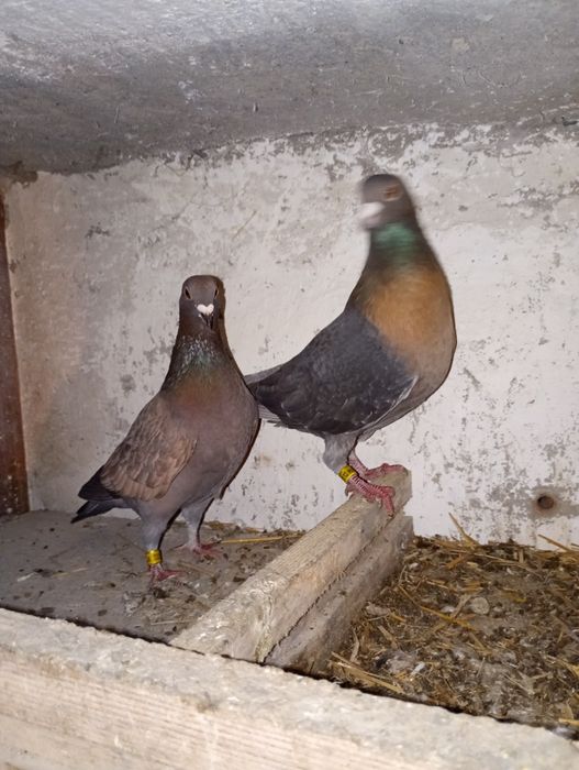 Pocztowe ciekawe kolory