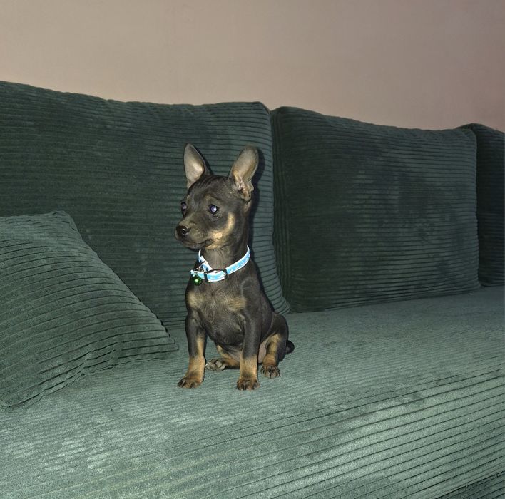 Lola  ratlerek miniaturka