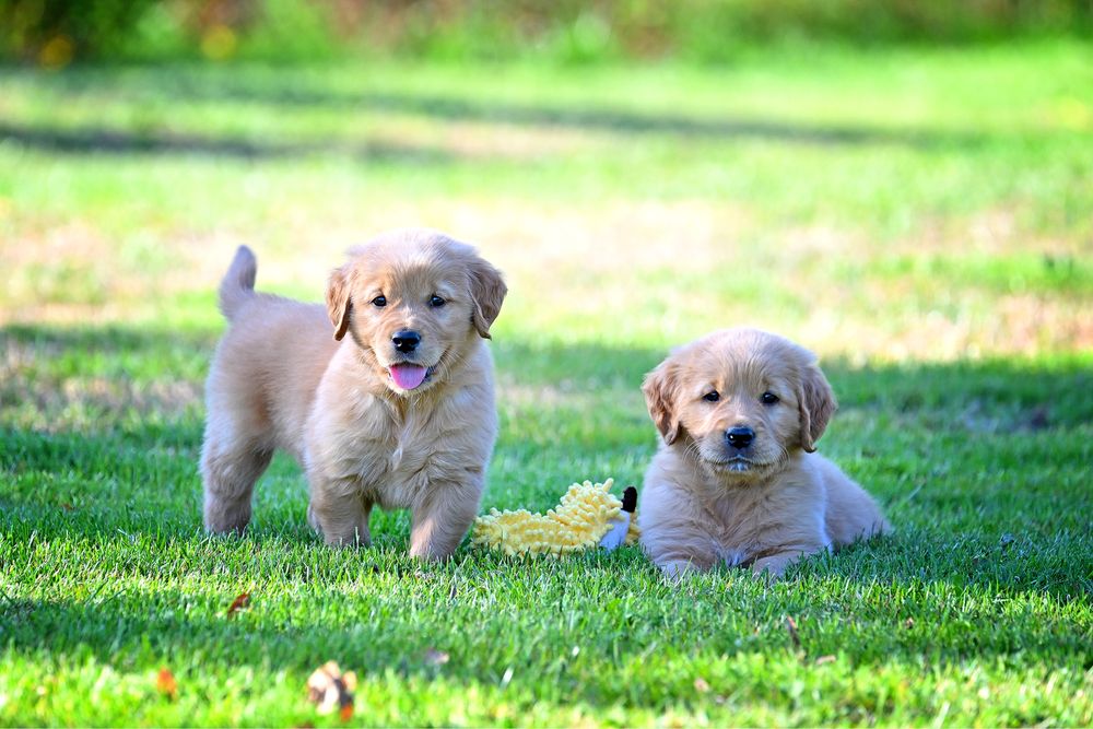 Złota suczka golden retriever do odbioru