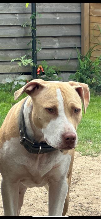 Oddam Suke „pitbull”