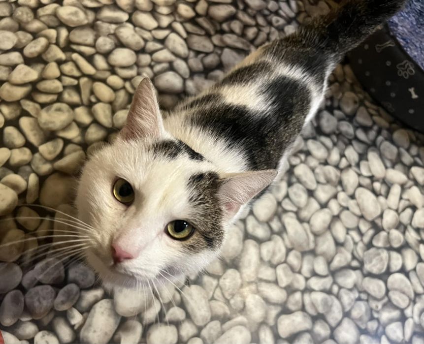 Kocurek Lolek szuka domu!