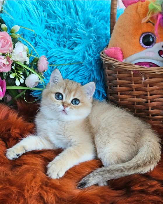 Золотая британская шиншилла кот котята котик хлопчик кіт завуальованно