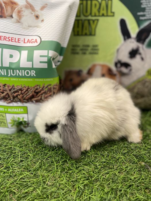 EM LOJA!! Coelhos Anões Angorá e Belier