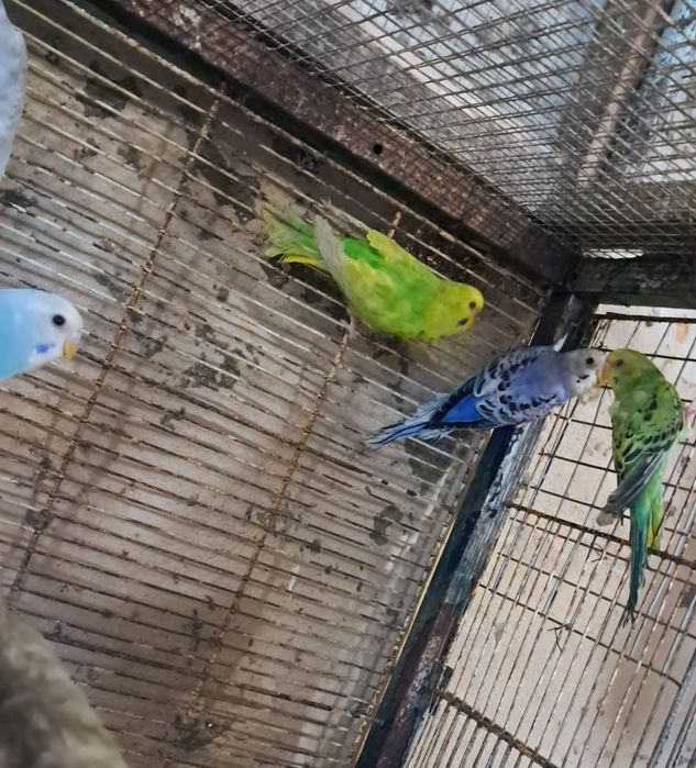forpus  periquitos australianos