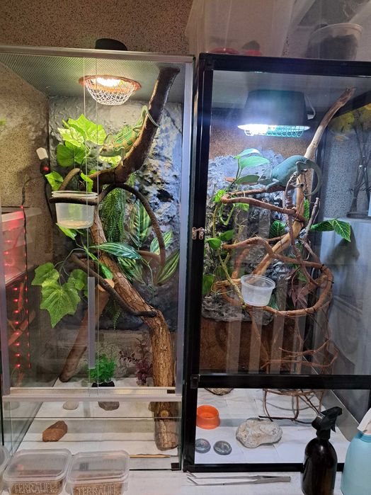 Terrarium siatkowe 50x50x100 dla kameleona