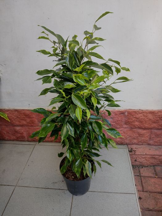 Фикус Бенджамин белый и зеленый