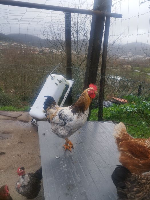 Vendo galos caseiros