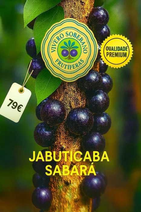 Jabuticaba Sabará (com 2 anos)