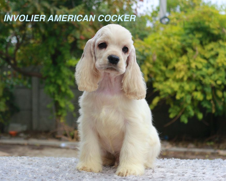 Хлопчик, Американський Кокер Спаніель