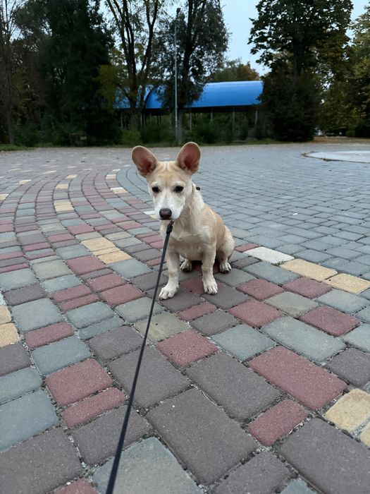 Віддам в добрі руки за невелику винагороду собаку