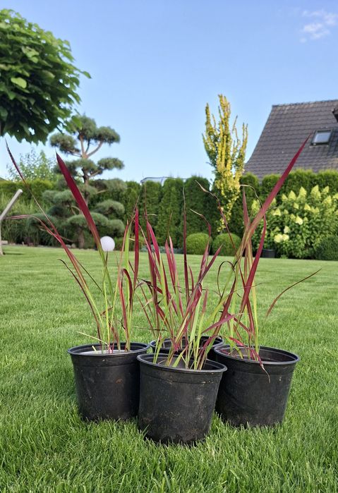 Trawa Imperata Red Baron