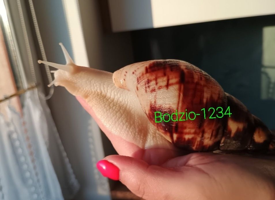 Największe ślimaki afrykańskie Achatina reticulata albino body