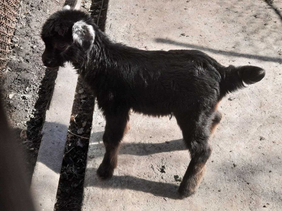 Продаються козенята