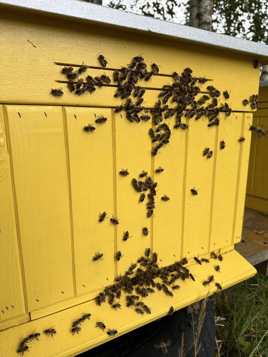 Sprzedam Odkłady Pszczele - Majowe, Silne i Zdrowe! WIELKOPOLSKA ramka