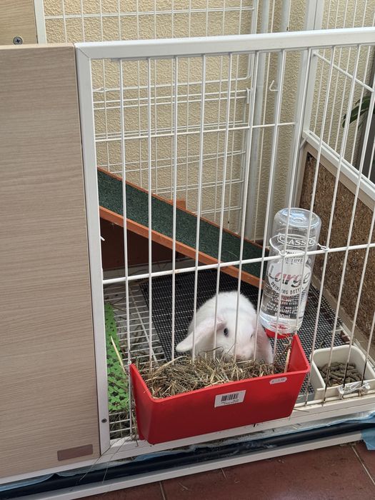 Coelha orelhuda mini de olhos azuis