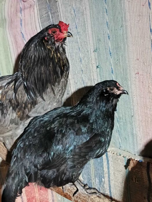 araucana ogoniasta jaja lęgowe