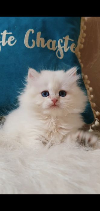 Белая голубоглазая длинношерстная шиншилла