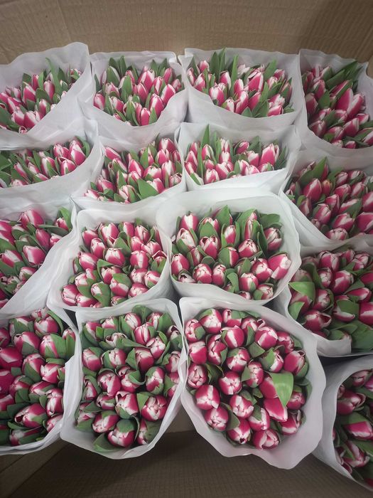 Тюльпан оптом Україна