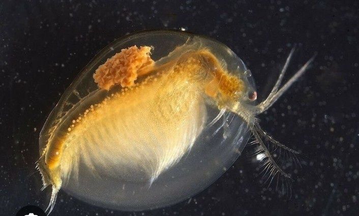 Daphnia e Ostracoda Mix alimento vivo