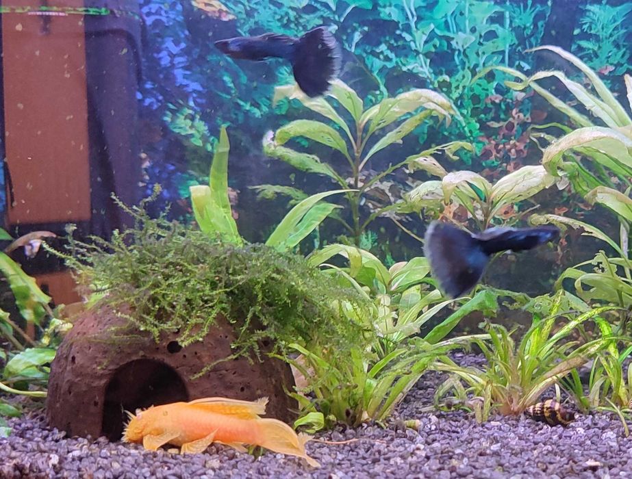 Gupik MOSKIEWSKI XXL czarny mega kozaki