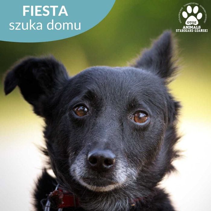 Fiesta poleca się do adopcji